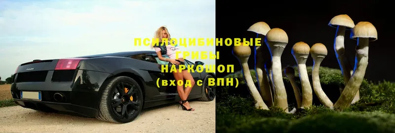 Галлюциногенные грибы Psilocybe  Джанкой 